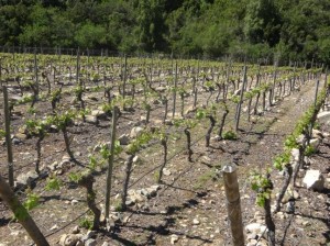 Ungrafted vines